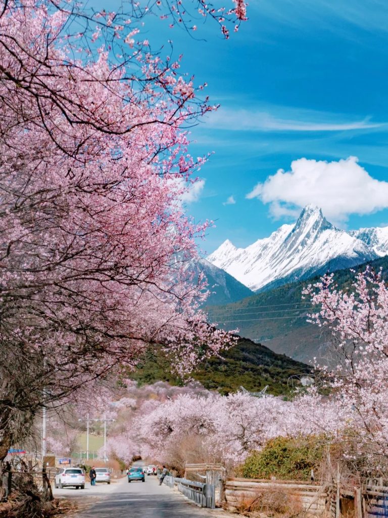 Peach Blossom Festival