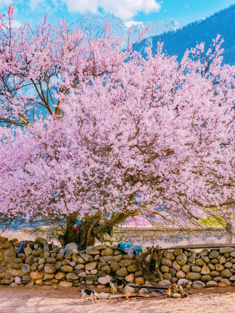 Bomi Peach Blossom Valley – A Sea of Pink Blossoms