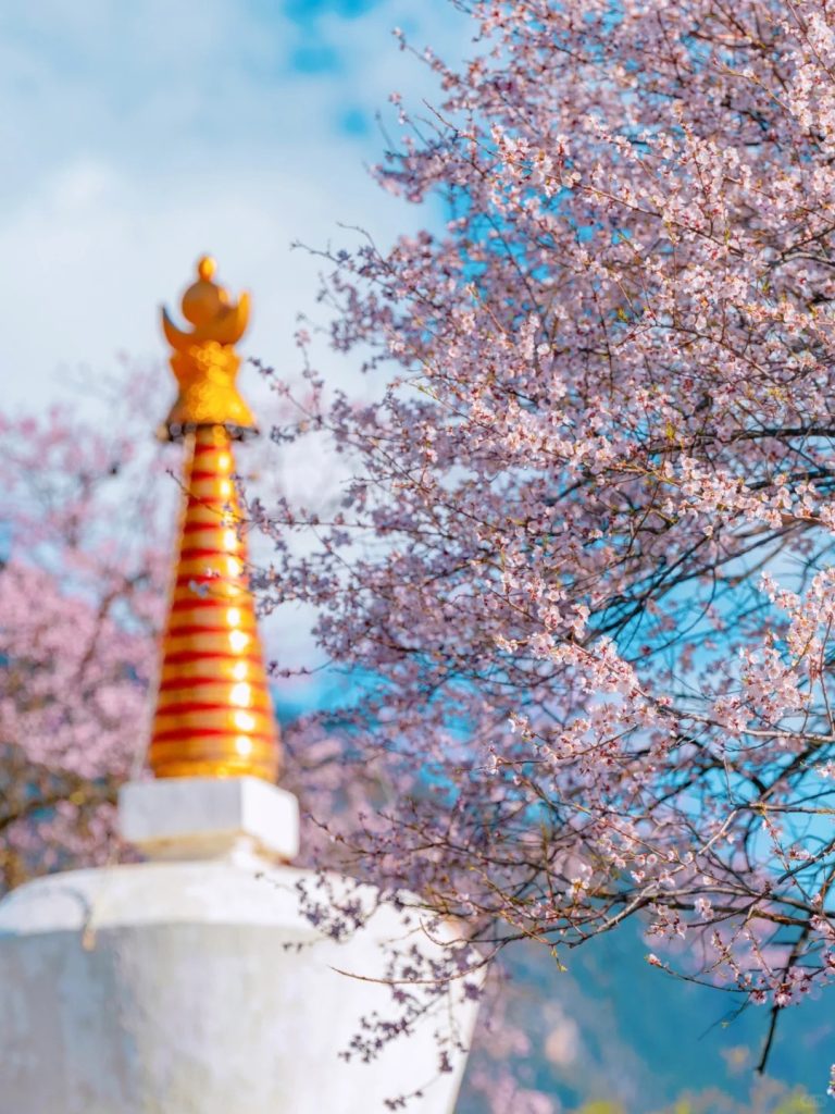 Bomi Peach Blossom Valley – A Sea of Pink Blossoms