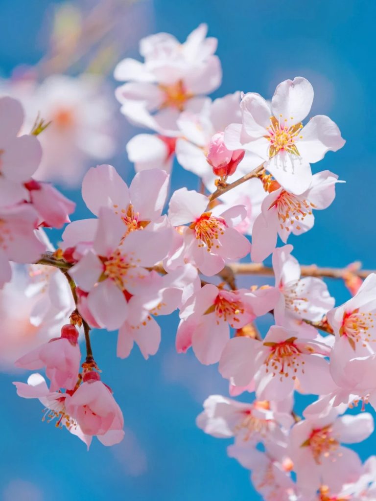 Bomi Peach Blossom Valley – A Sea of Pink Blossoms