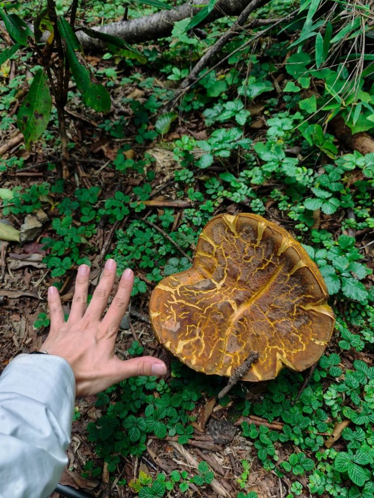 n the primeval forests around Kawagarbo, you can often find palm-sized wild mushrooms, especially after the rainy season. These mushrooms might be precious matsutake or porcini, carefully foraged by locals to make flavorful soups or stir-fries.