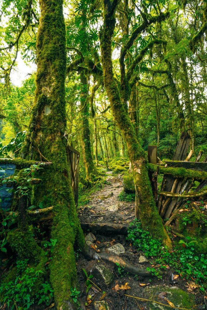 Motuo Virgin Forest