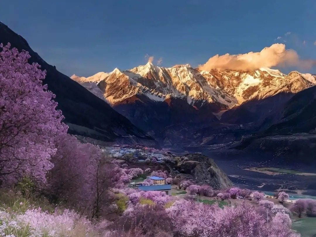 Bomi Peach Blossom Valley – A Sea of Pink Blossoms