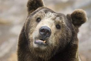 Tibetan Blue Bear: Rare Predator of the Tibetan Plateau
