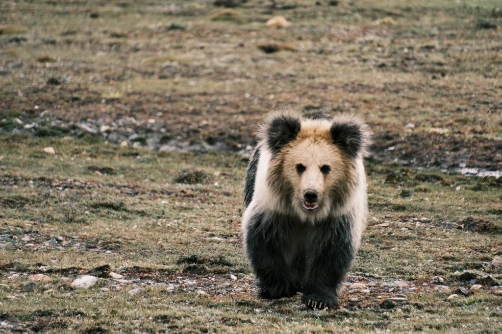 Tibetan Blue Bear